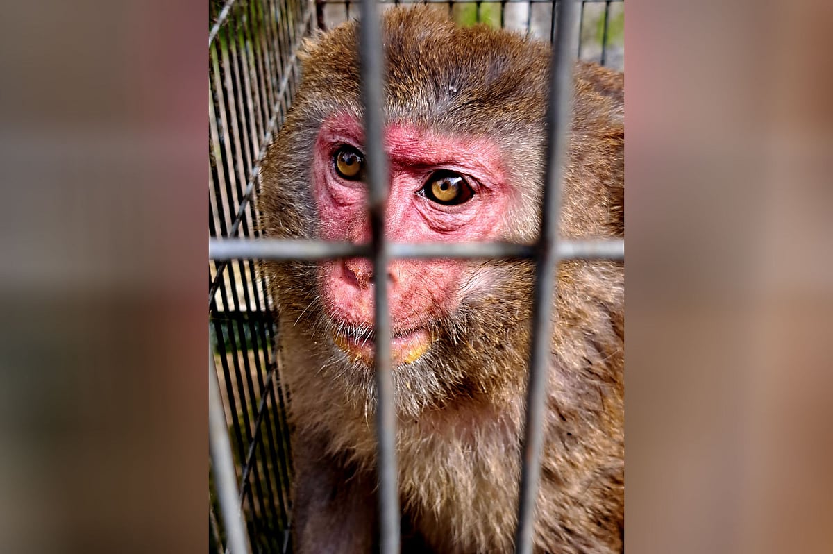 একটি বড় খাঁচার মধ্যে বানরটিকে রাখা হয়েছে। সেখানকার কেয়ারগিভাররা বানরটির নাম দিয়েছেন ‘মনু’