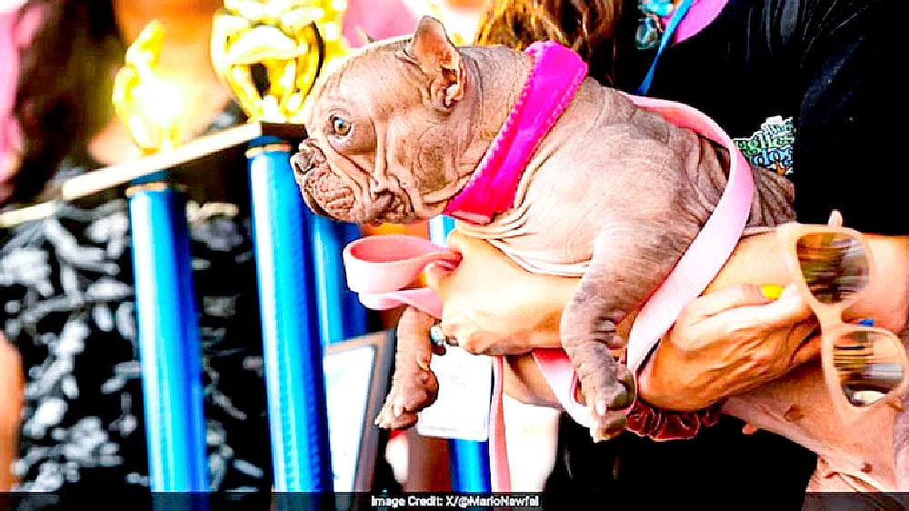 বিশ্বের সবচেয়ে কুৎসিত কুকুর নির্বাচিত হয়েছে পেটুনিয়া