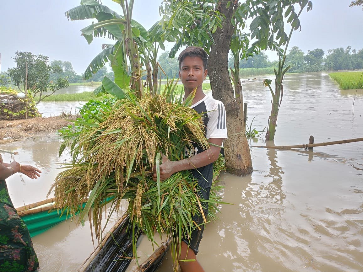 আরিফুলদের এক বিঘা আউশ ধানের খেত বন্যার পানিতে তলিয়ে গেছে