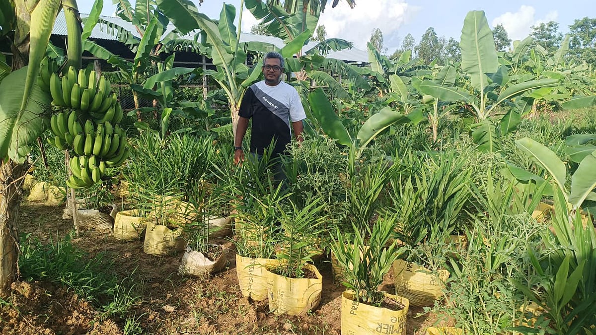 কলাবাগানের ফাঁকে বস্তায় আদা চাষ করা হয়েছে। সম্প্রতি চট্টগ্রামের লোহাগাড়া উপজেলার চুনতি ইউিনিয়নের গোয়ালটি মুরার বড়তলী এলাকায়