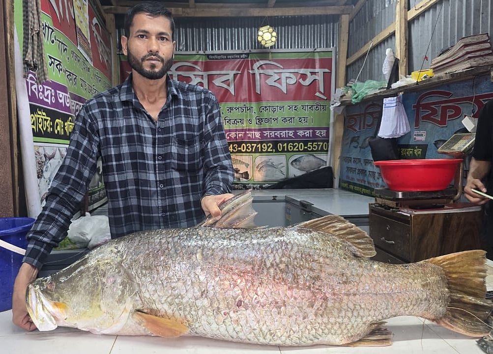 আজ সকালে কুয়াকাটার লেম্বুর বনসংলগ্ন বঙ্গোপসাগরে এক জেলের জালে ধরা পড়ে মাছটি। পরে নিলামে বিক্রি করা হয়