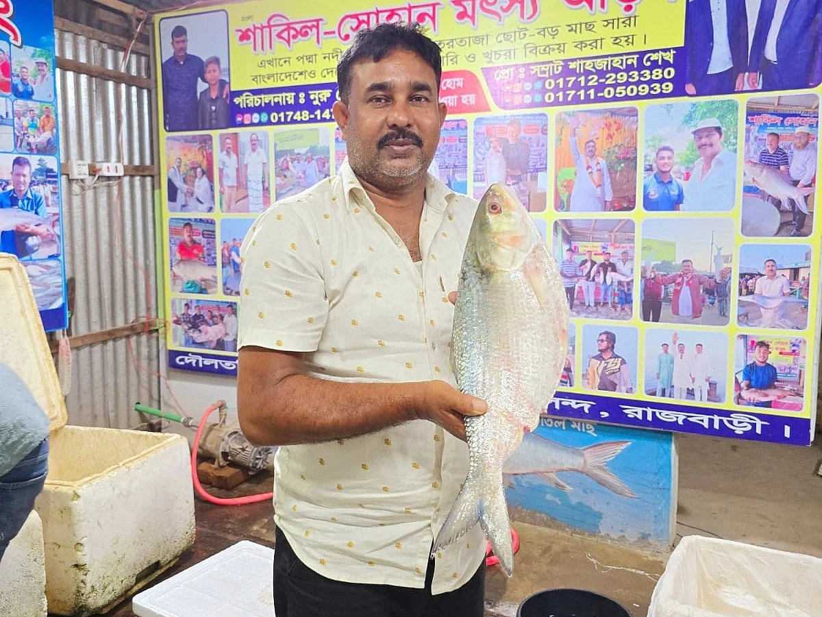 নিলামে কেনার পর ইলিশটি দেখাচ্ছেন মৎস্য ব্যবসায়ী শাহজাহান শেখ। আজ সকালে দৌলতদিয়া ফেরিঘাট এলাকায়