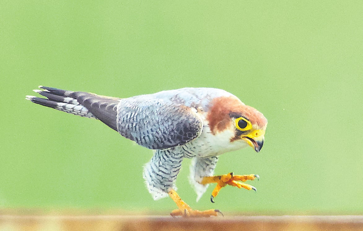 কেরানীগঞ্জের হাসনাবাদে বিশ ২০ বেশি সময় ধরে একটি তুরমতি বাজ পরিবার বসবাস করছে। এ বছরের ১৮ এপ্রিল এই পরিবারের একটি বাচ্চার ছবি তুলেছেন নিয়াজ আব্দুর রহমান।