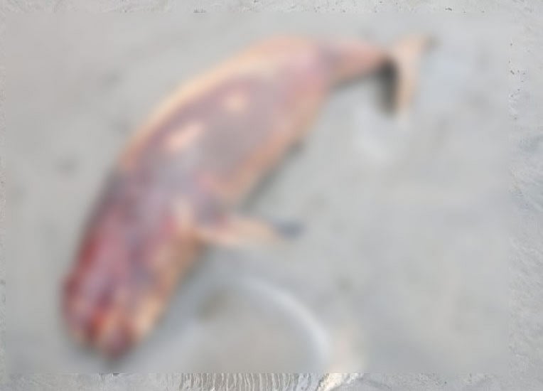 পটুয়াখালীর কুয়াকাটা সমুদ্রসৈকতে ভেসে আসে ইরাবতী প্রজাতির এই মৃত ডলফিন