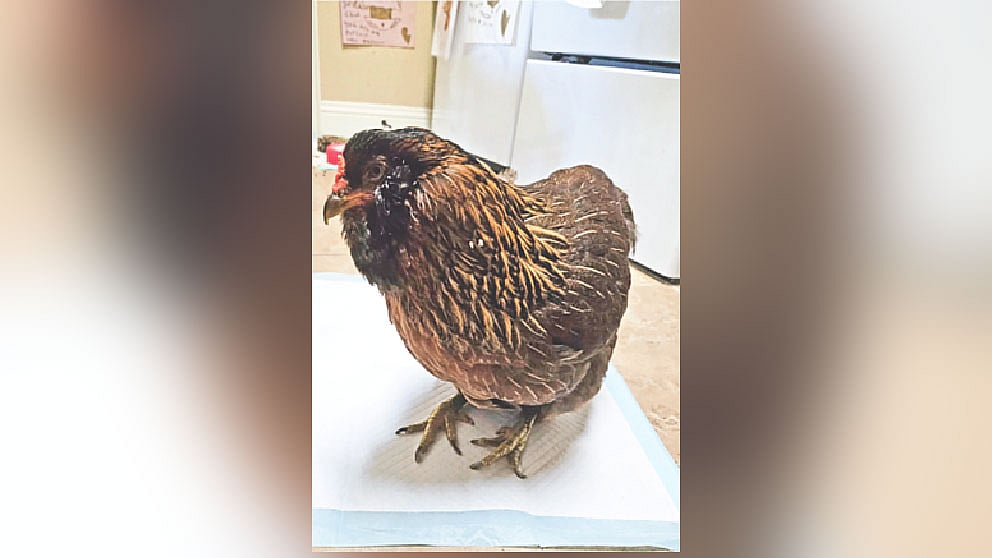 পার্ল বেশির ভাগ সময় এভাবে বসে থাকে