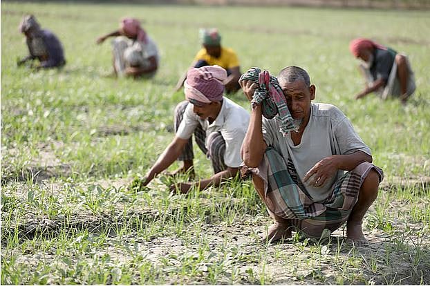 কৃষকের সুরক্ষায় তেমন কোনো উদ্যোগ দেখা যাচ্ছে না