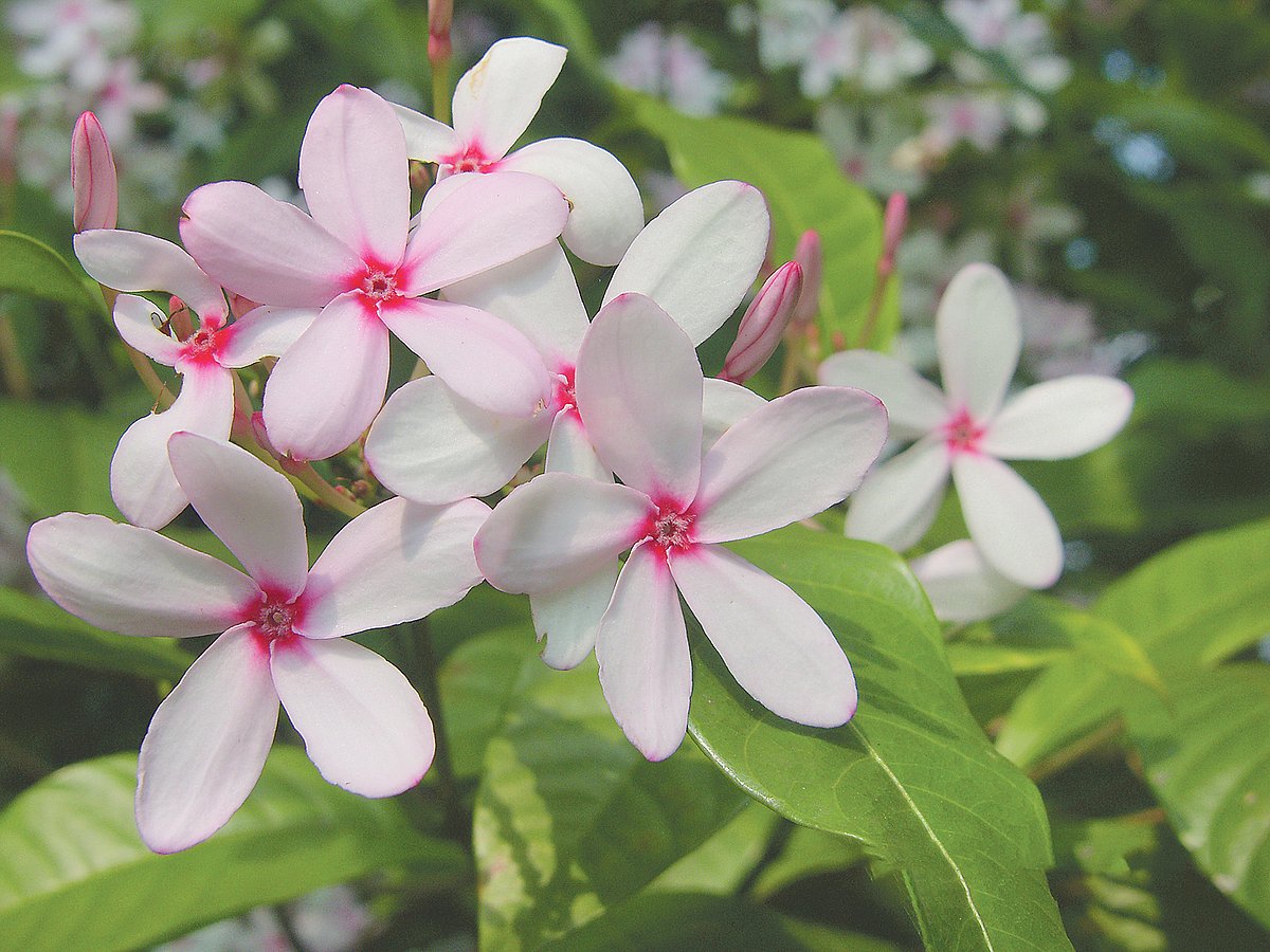 কপসিয়া ফুল
