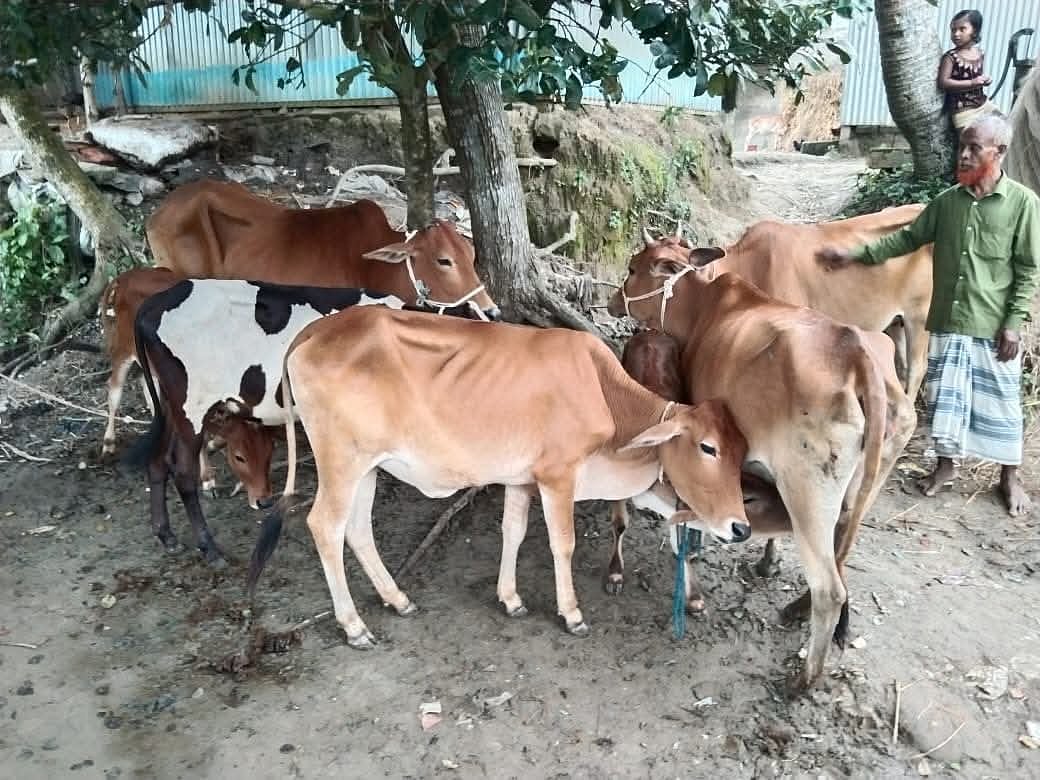 চুরি হওয়া সাতটি গরু ব্রাহ্মণবাড়িয়ার নাসিরনগর উপজেলার একটি জঙ্গল থেকে উদ্ধার করা হয়েছে। আজ বুধবার সকালে