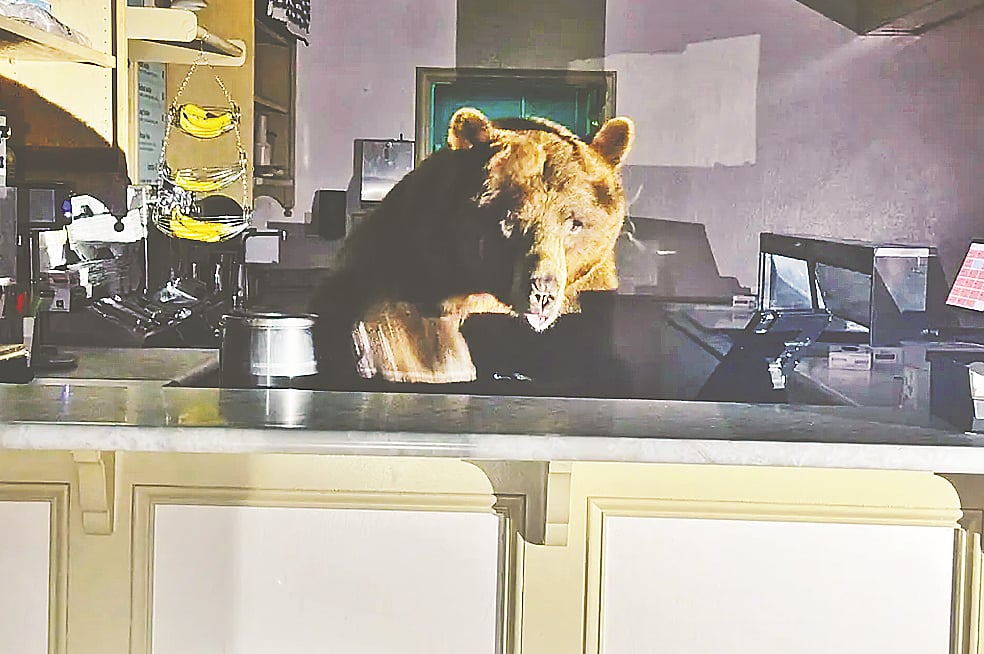 কাউন্টারের পেছনে দাঁড়িয়ে থাকা ভালুক