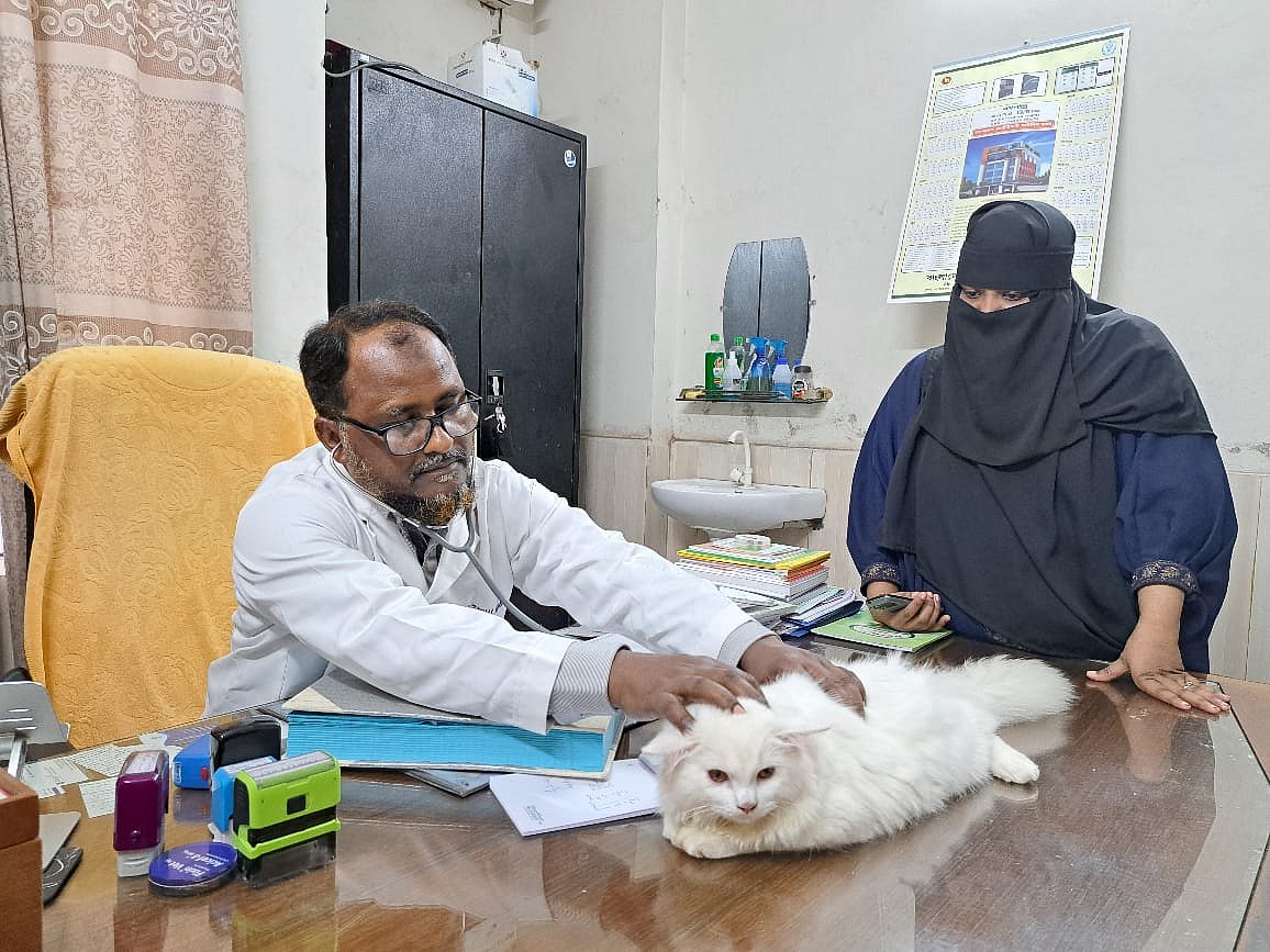 স্টেথোস্কোপ দিয়ে পার্সিয়ান বিড়ালটিকে পরীক্ষা করছেন চিকিৎসক