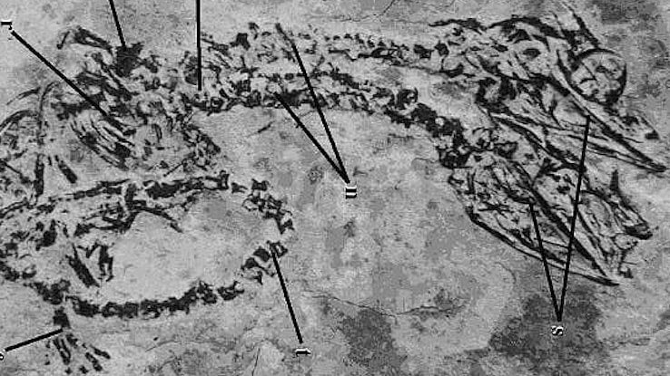 দুই মাথাওয়ালা ডাইনোসরের জীবাশ্ম