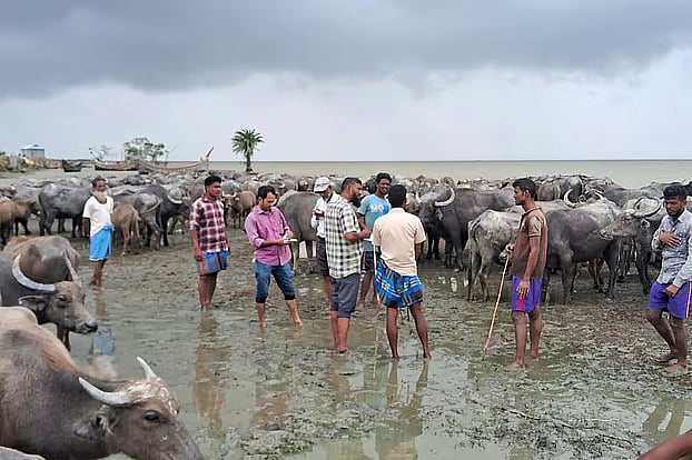 চট্টগ্রামের সন্দ্বীপের কালীচর উপকূল থেকে প্রশাসনের জিম্মায় নেওয়া হয় এসব মহিষ