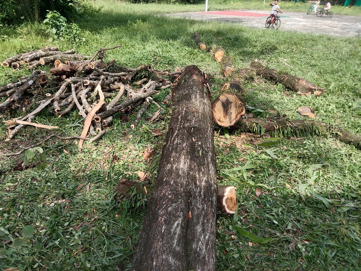 সিলেটের শাহজালাল বিজ্ঞান ও প্রযুক্তি বিশ্ববিদ্যালয় ক্যাম্পাসে নিলাম করে চলছে বৃক্ষনিধন। আজ শনিবার দুপুরে ক্যাম্পাসের বাস্কেটবল মাঠের পাশে