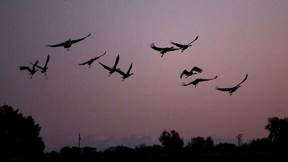 কৃত্রিম আলোর কারণে পাখির জীবনের ছন্দ বদলে যাচ্ছে