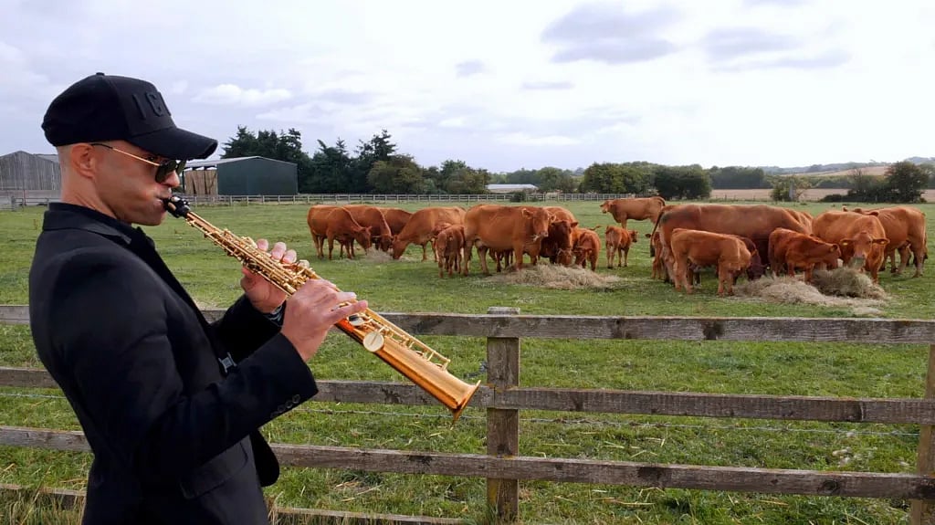 গরুদের স্যাক্সোফোন বাজিয়ে শোনাচ্ছেন এক কৃষক