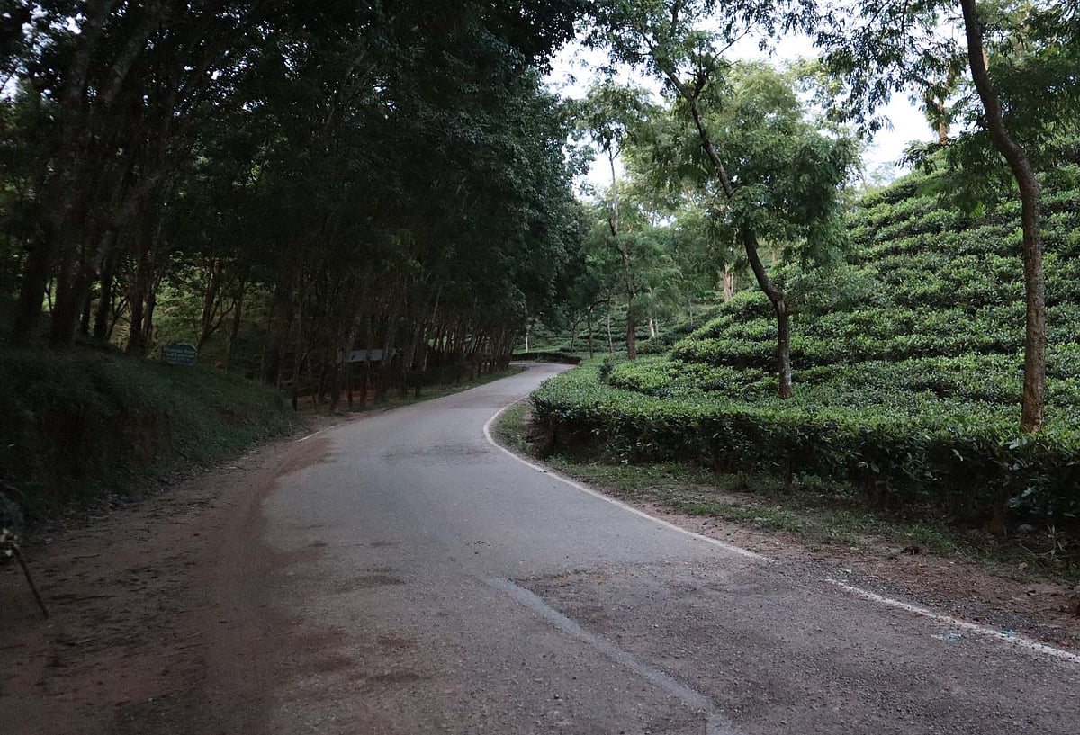 মৌলভীবাজারের মুন্সিবাজার-ভৈরববাজার সড়কটি চা-বাগানের বুক ভেদ করে শান্ত নদীর মতো চলে গেছে