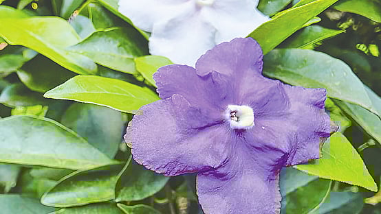 Uyda xolam bilan jinsiy aloqa