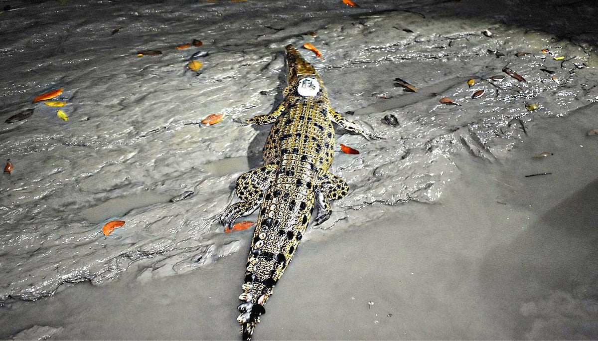 সুন্দরবনের খালে স্যাটেলাইট ট্রান্সমিটারযুক্ত কুমিরটি গবেষণার জন্য ছাড়া হয়েছিল