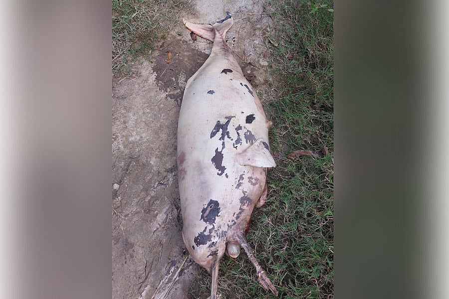 হালদা নদী থেকে উদ্ধার করা মৃত ডলফিন। আজ বিকেলে চট্টগ্রামের হাটহাজারীর  দক্ষিণ মাদার্শা ইউনিয়নের মদুনাঘাট বাজারের কাটাখালী খালের পাড়ে