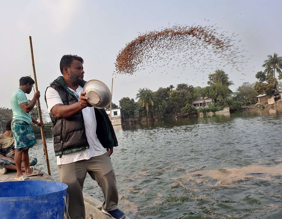 নিজের মৎস্যচাষ প্রকল্পে খাবার ছিটাচ্ছেন জাতীয় পদকপ্রাপ্ত রহমত আলী সরকার। সম্প্রতি কুমিল্লার দাউদকান্দি উপজেলার সিঙ্গুলা গ্রামে