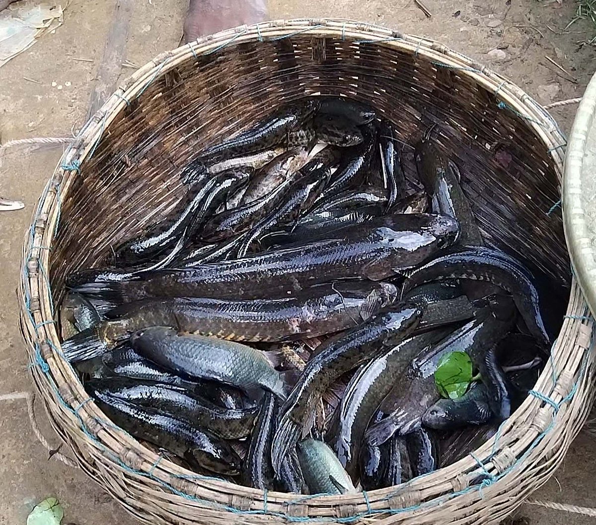 বিক্রির জন্য রাখা টাটকা শিং-মাগুরসহ হরেক রকমের মাছ। মৌলভীবাজার সদর উপেজলার কাউয়াদীঘি হাওরপারের কাদিপুর কালভার্ট এলাকায়