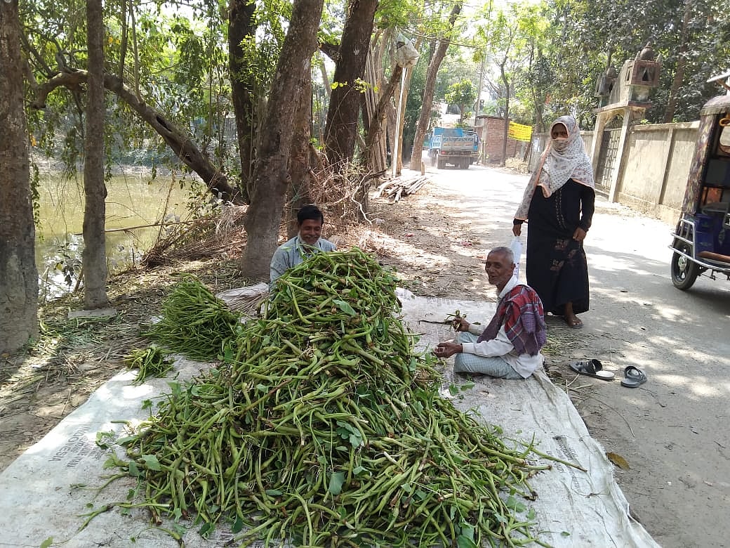 চট্টগ্রামের বোয়ালখালীর পোপাদিয়া এলাকায় মাঠ থেকে তোলা কচুর লতি ভাঁজ করছেন দুই কৃষক। আজ বেলা ১১ টায়