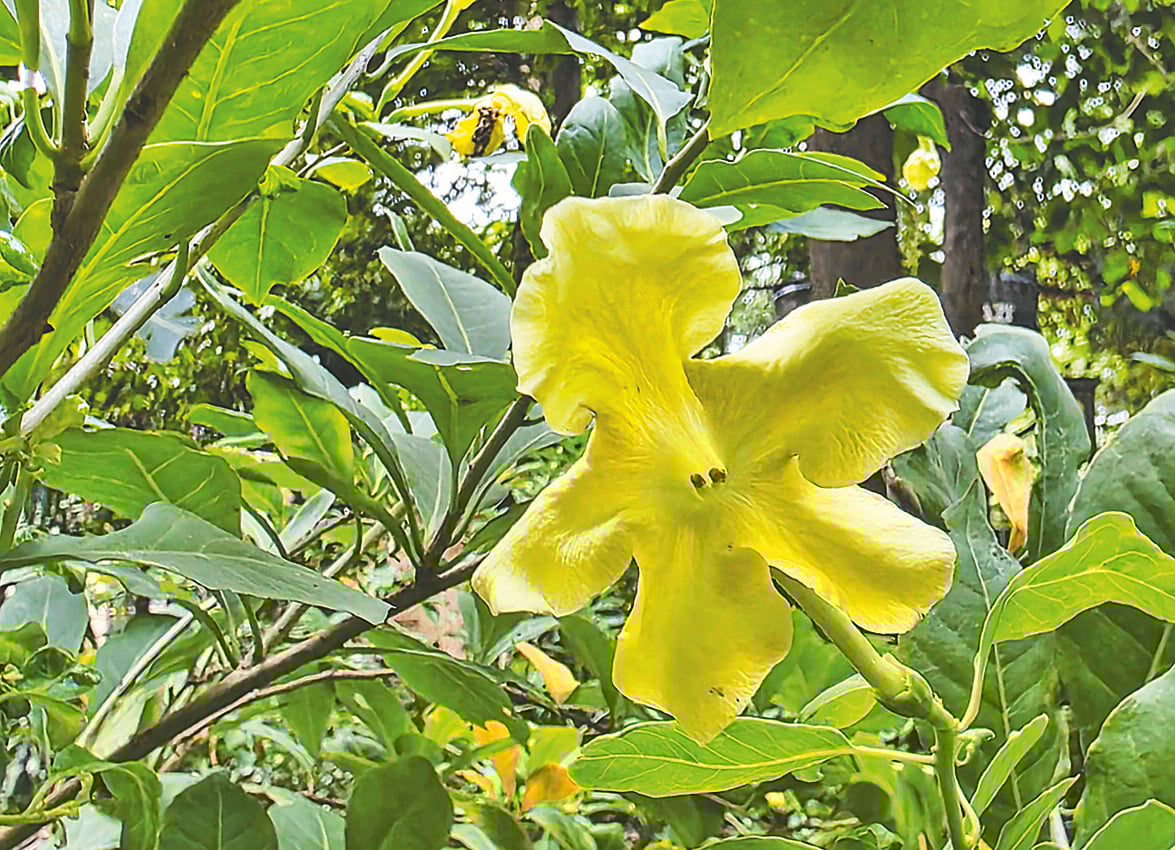 বলধা গার্ডেনে ফুটেছে হলুদ ব্রুনফেলসিয়া ফুল