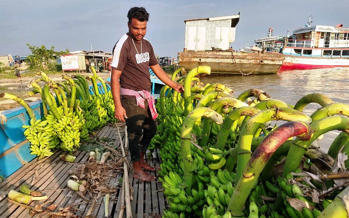 পদ্মার চর থেকে কলা এনে বিক্রি করে এখন স্বাবলম্বী দোহারের সাইফুল ইসলাম। উত্তাল পদ্মাও তাঁকে আটকাতে পারেনি। মঙ্গলবার বিকেলে দোহারের মৈনটঘাট এলাকায়