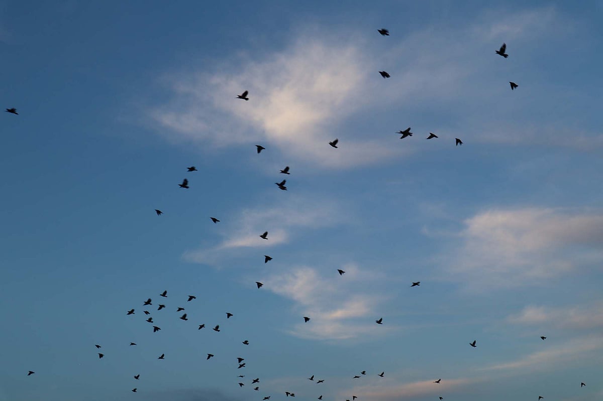 ঝাঁক বেঁধে পাখি নীড়ে ফিরছে। মৌলভীবাজার সদর উপজেলার আজমেরু গ্রামের একটি বাড়িতে