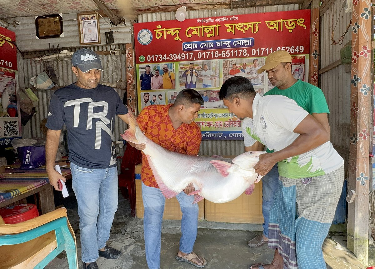 রাজবাড়ীর গোয়ালন্দের দৌলতদিয়ার ৬ নম্বর ফেরিঘাটে গতকাল মঙ্গলবার পাঙাশ মাছটি নিলামে তোলা হয়
