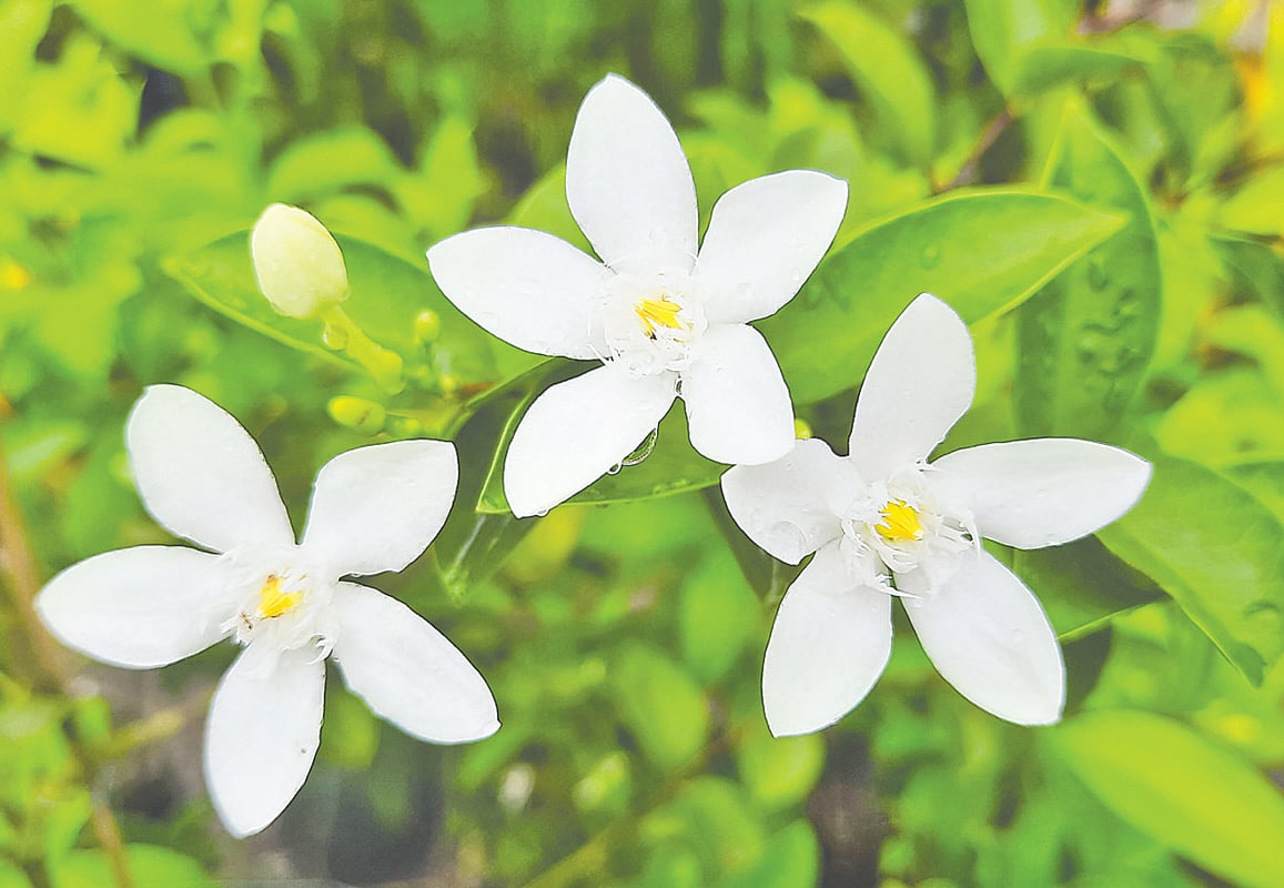 ময়মনসিংহ শহরের কাছারিঘাটে একটি নার্সারিতে ফোটা কুটজা ফুল