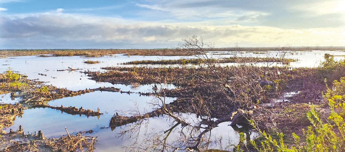 মহেশখালীতে প্যারাবন কেটে তৈরি করা একটি চিংড়িঘের