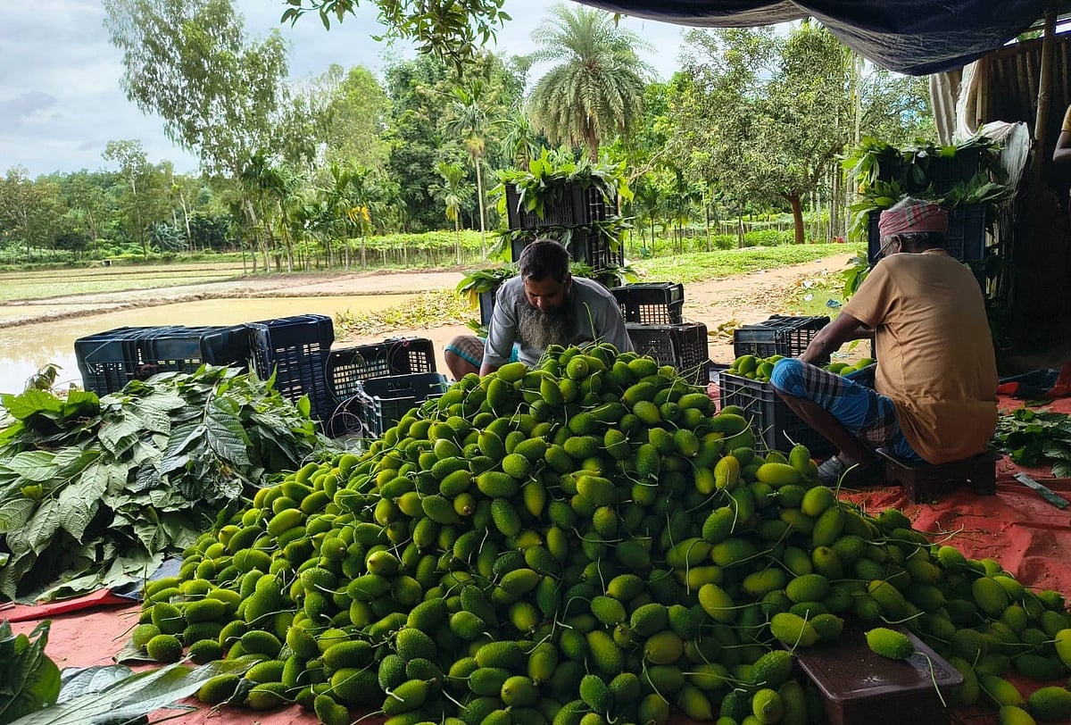 শেরপুরের ঝিনাইগাতীর গোমড়া গ্রামে আগাম সবজির আবাদ করেন স্থানীয় লোকজন। এসব সবজির চাহিদা বেশি থাকায় লাভও ভালো হয়