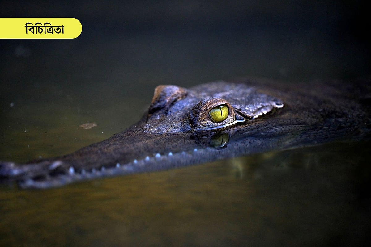 রোমানিয়ার এক ক্লাব মাঠের চারপাশে কুমিরের পাহারা বসাতে চেয়েছিল