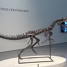 জুরাসিক যুগের ডাইনোসরের জীবাশ্ম