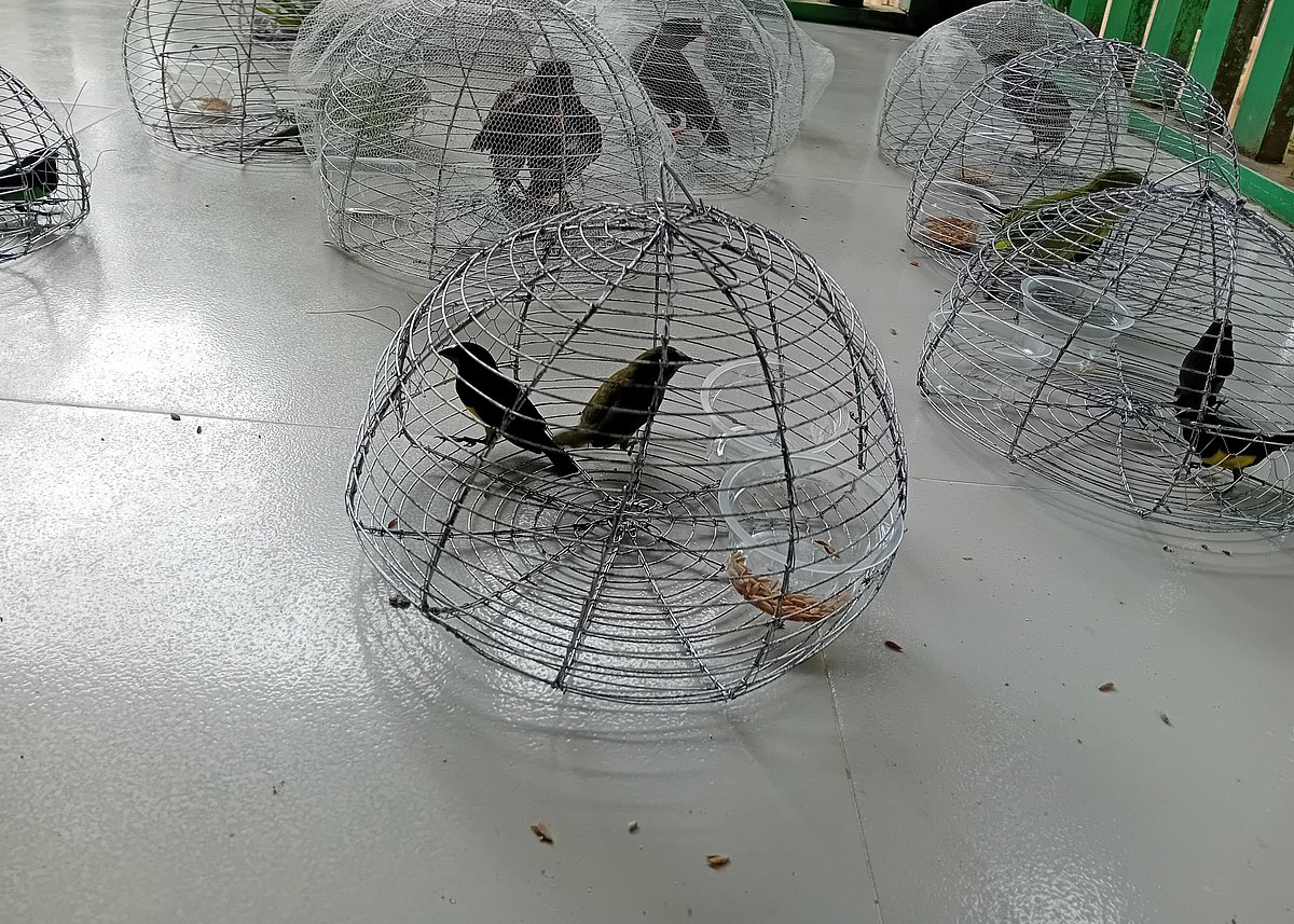 মৌলভীবাজারের জুড়ী উপজেলার ডাকঘর সড়ক এলাকা থেকে গতকাল বৃহস্পতিবার বন বিভাগের কর্মীরা ১৫টি পাখি উদ্ধার করেন। পরে সেগুলো অবমুক্ত করা হয়