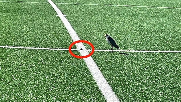 মাঠের মাঝে এভাবেই পড়ে ছিল পাখির ডিম