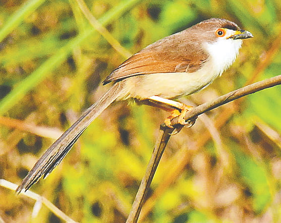 মৌলভীবাজারের কমলগঞ্জের কুরমা চা–বাগানের গুল্মের কাণ্ডে হলদে–চোখ ছাতারে