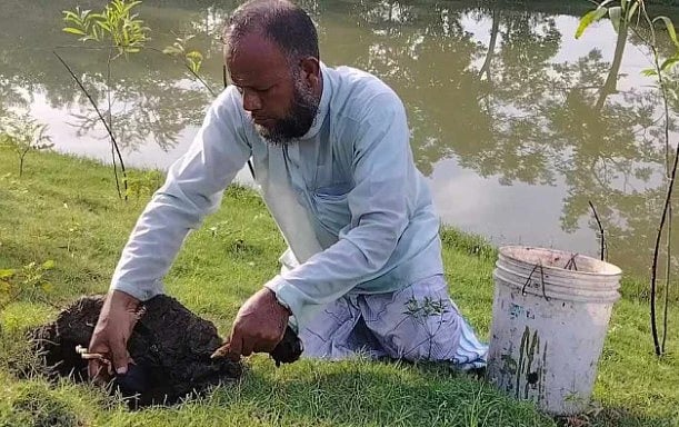 তালের বীজ রোপণ করছেন গাজী কামাল হোসেন।