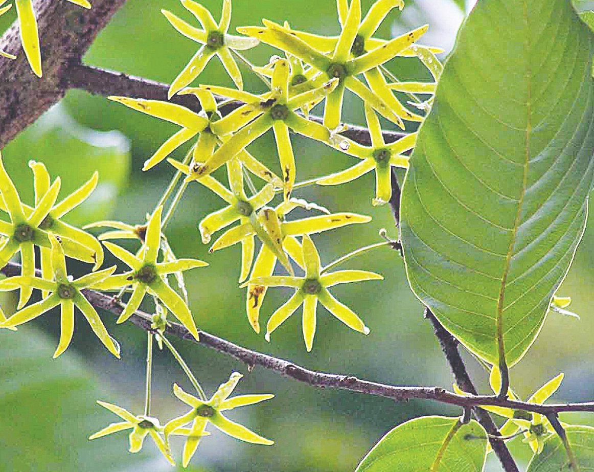 বান্দরবানের লামায় ফুটেছে বুনো ফুল আরজান