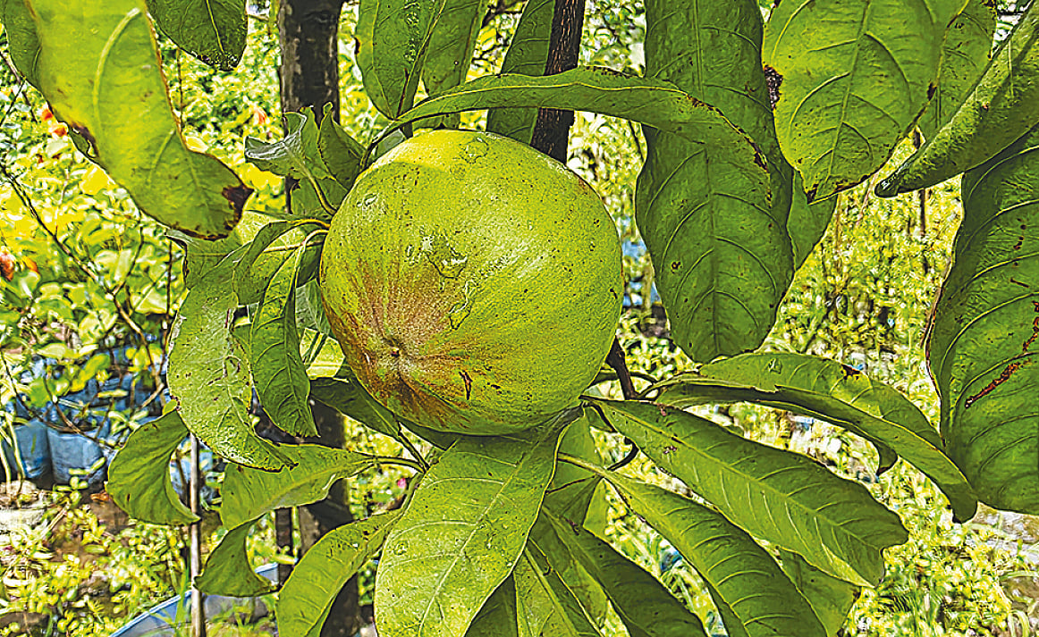 সাভারে একটি নার্সারিতে থাকা গাছে ধরেছে ডিম ফল