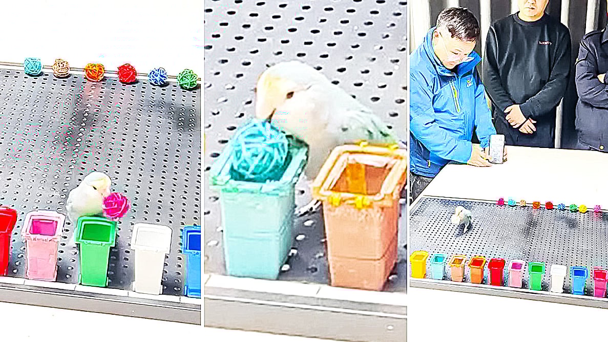 রং দেখে বল আলাদা করছে টিয়া