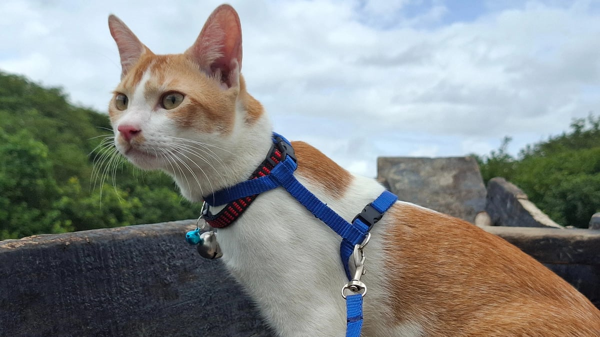 সিলেট ভ্রমণে টুকি