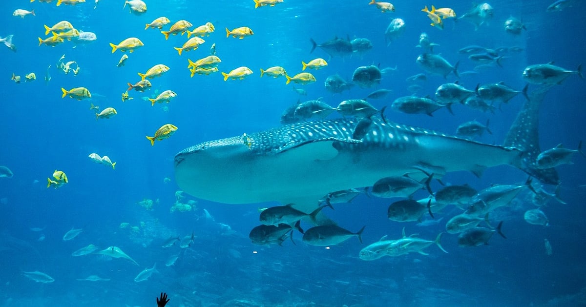 বেসরকারি এ অ্যাকুয়ারিয়ামটি ২০১২ সাল পর্যন্ত বিশ্বের সবচেয়ে বড় অ্যাকুয়ারিয়ামের রেকর্ড ধরে রেখেছিল