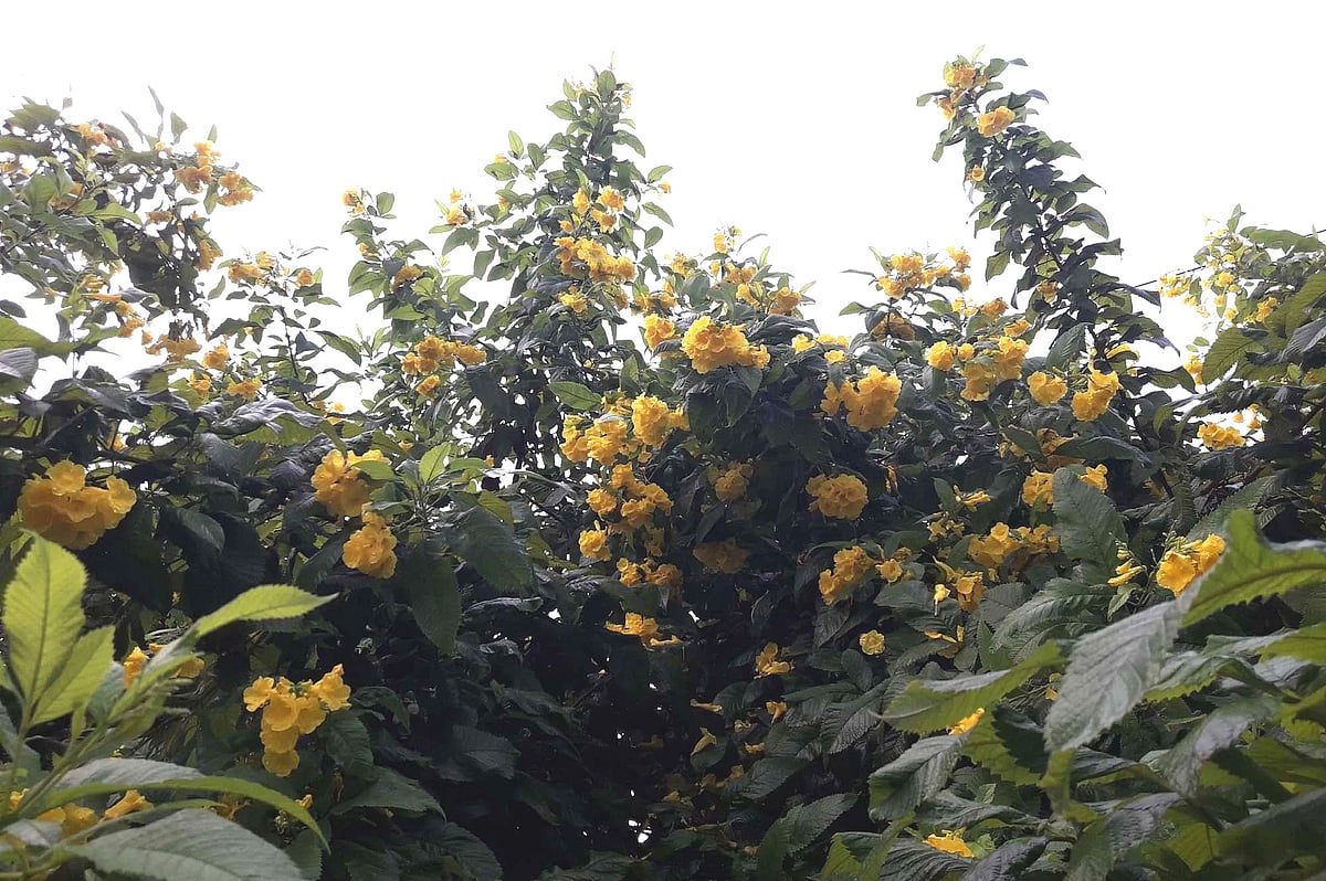 গাছগুলোর কোথাও থোকা থোকা ফুল ঝুলছে, কোথাও চূড়ার মতো ফুলগুলো গলাগলি করে ওপরের দিকে উঠে গেছে। বৃহস্পতিবার সকালে মৌলভীবাজার শহরের সৈয়দ মুজতবা আলী সড়কে