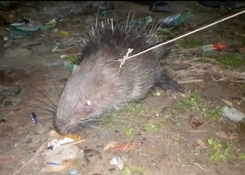 পটুয়াখালীর কলাপাড়া উপজেলায় পিটুনিতে আহত শজারু। গতকাল চাকামইয়া ইউনিয়নের বেতমোর গ্রাম থেকে এটি উদ্ধার করা হয়