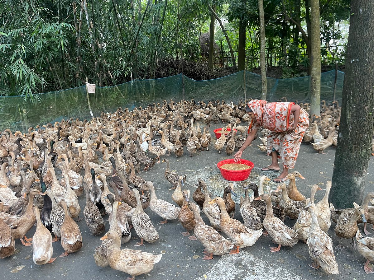 পটুয়াখালীর মির্জাগঞ্জ উপজেলার মির্জাগঞ্জ গ্রামে আব্দুর রহিমের হাঁসের খামার