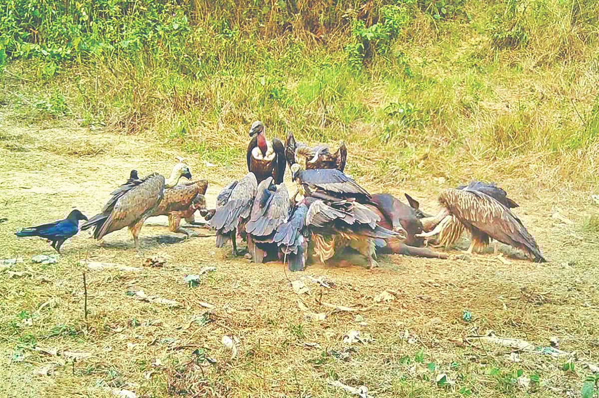 হবিগঞ্জের রেমা–কালেঙ্গা বনে শকুনের রেস্তোরাঁ বা ফিডিং স্টেশনে খাবার খাচ্ছে ১৩টি শকুনের একটি দল। ক্যামেরা ট্র্যাপের মাধ্যমে ছবিটি তোলা