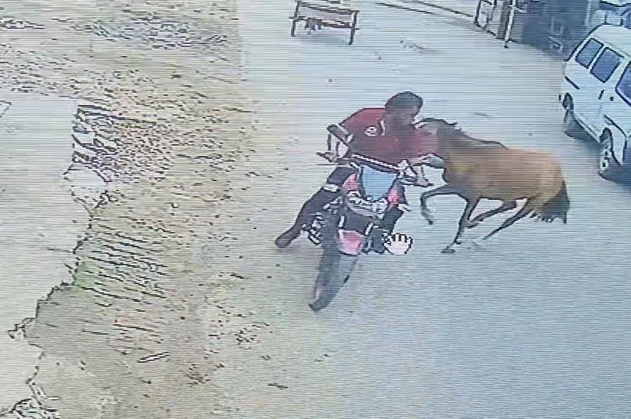 ফরিদপুরের বোয়ালমারীতে একটি পাগলা ঘোড়া সামনে যাকে দেখছে, তেড়ে গিয়ে আক্রমণ করছে। রোববার সকালে পৌরসভার চৌরাস্তা এলাকায়