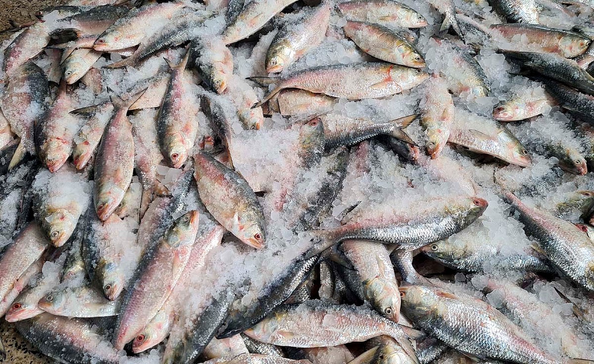 কক্সবাজার সাগর উপকূলে কিছু ট্রলারে ধরা পড়ছে বড় সাইজের ইলিশ। এসব ইলিশ পাঠানো হয় ঢাকায়। গত শনিবার দুপুরে ফিশারিঘাটে